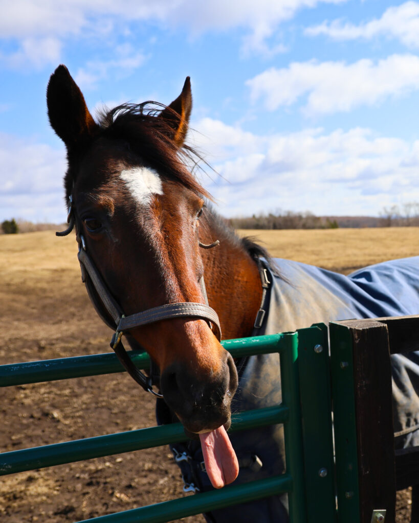 2025年3月撮影、Yogiboヴェルサイユリゾートファームの放牧地で、舌を出してお茶目な表情を見せるミスペンバリーの愛らしい写真