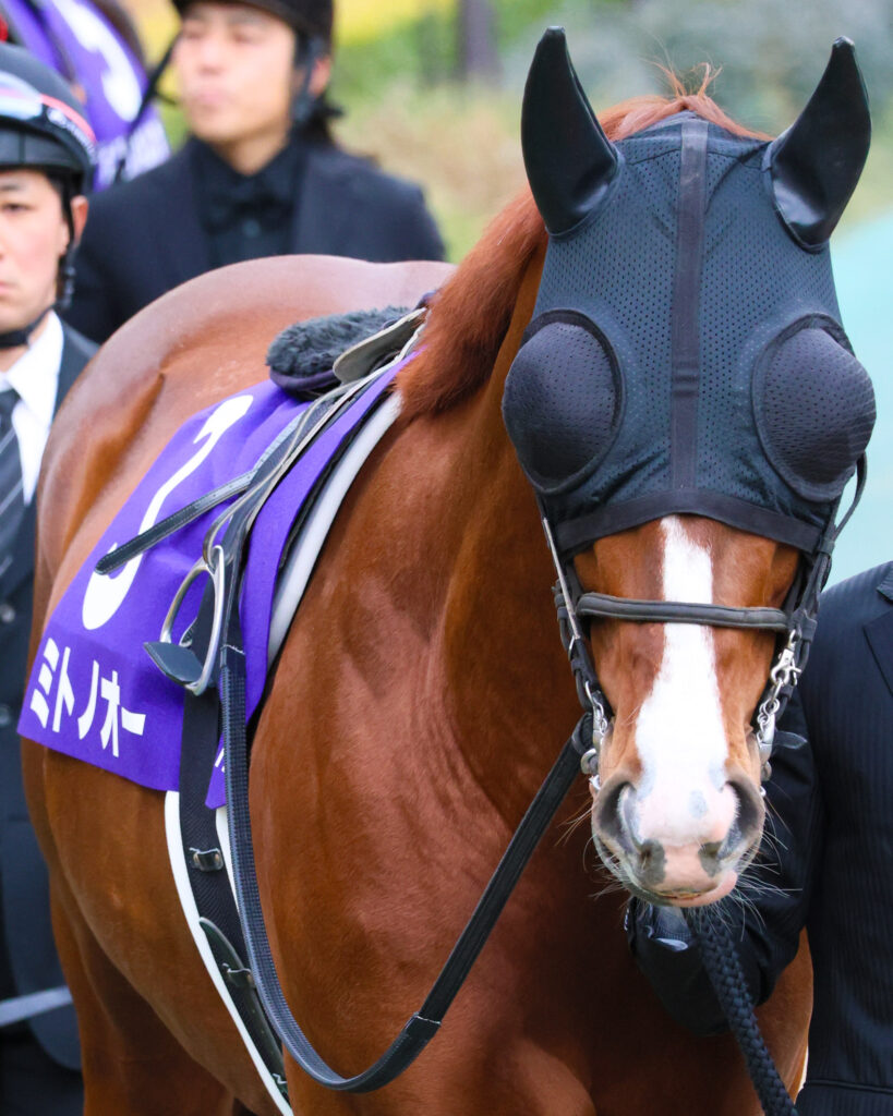 2025年2月23日、東京競馬場で行われたフェブラリーステークスのパドックで撮影されたミトノオーの写真。力強い歩様と落ち着いた気配でGⅠの舞台に臨む姿が印象的な一枚