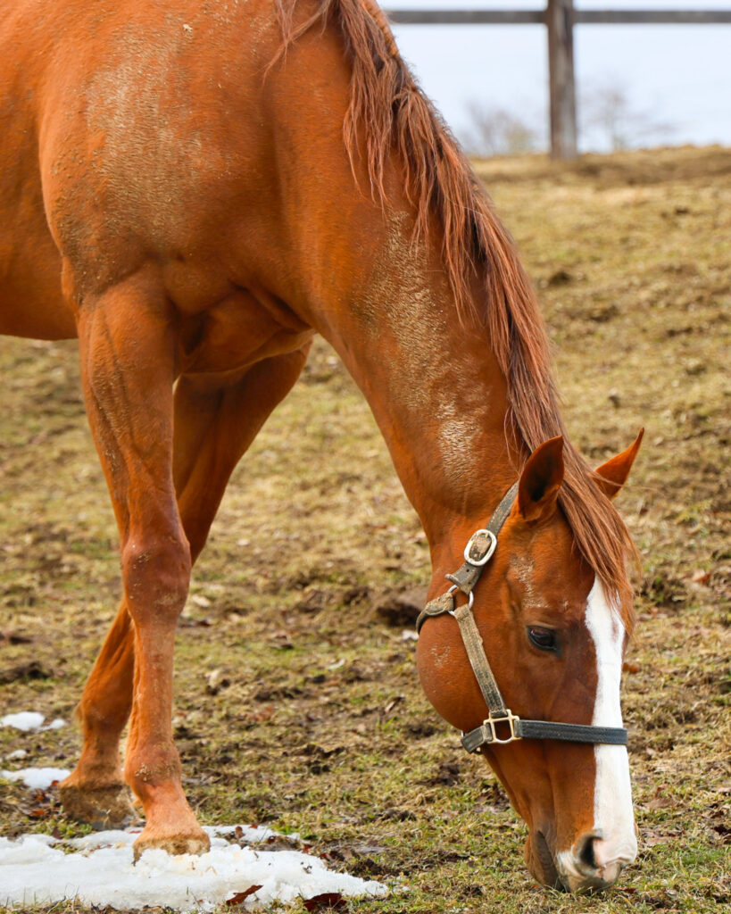雪が残る放牧地で、夢中になって草を食べるナランフレグ。春の足音を感じさせる2025年3月のYogiboヴェルサイユリゾートファームでの一枚