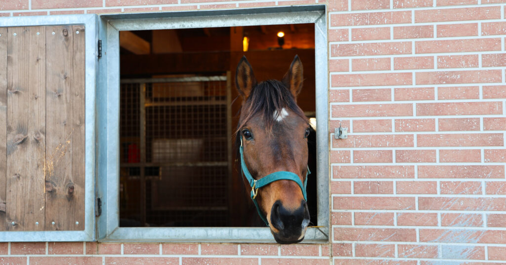 2025年3月、Yogiboヴェルサイユリゾートファームの厩舎の窓から顔を出すニッポンテイオー。外の様子に興味津々な様子がかわいらしい一枚