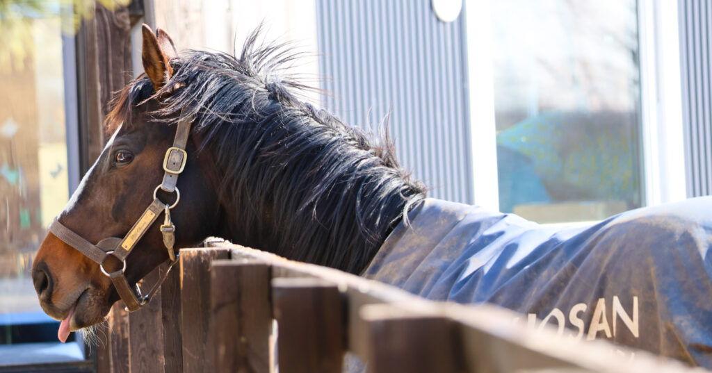 2025年3月撮影、Yogiboヴェルサイユリゾートファームの放牧地で、舌を出したオジュウチョウサンの格好いいけれどお茶目な表情が魅力のイケメン風写真