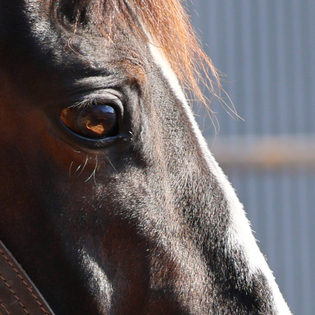 2025年3月、Yogiboヴェルサイユリゾートファームの放牧地で撮影されたオジュウチョウサンの右目のアップ写真。澄んだ瞳に放牧地と青空が映り込む、美しく印象的な一枚