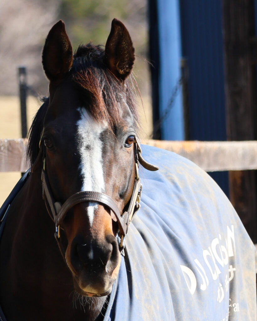 2025年3月撮影、Yogiboヴェルサイユリゾートファームの放牧地で、陰影が美しく際立ち障害レースの王者オジュウチョウサンの風格が伝わる格好いい写真