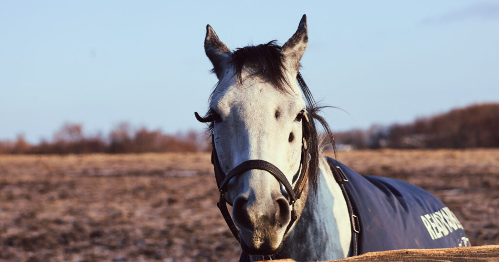 2025年3月撮影、Yogiboヴェルサイユリゾートファームの放牧地で、きゅるんとした可愛い目が印象的なレディアイコの愛らしい写真