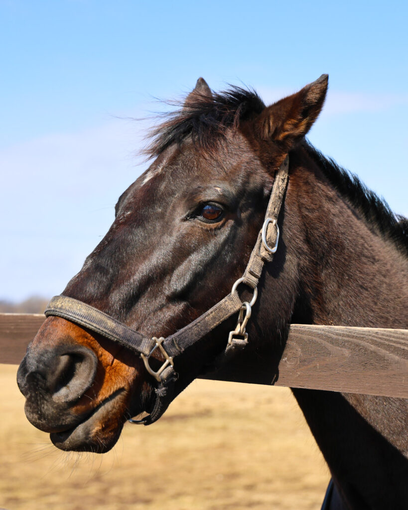 2025年3月、Yogiboヴェルサイユリゾートファームの放牧地で撮影されたローズキングダムの写真。牧柵の上から顔を出して人参をねだる真剣な表情が印象的な一枚