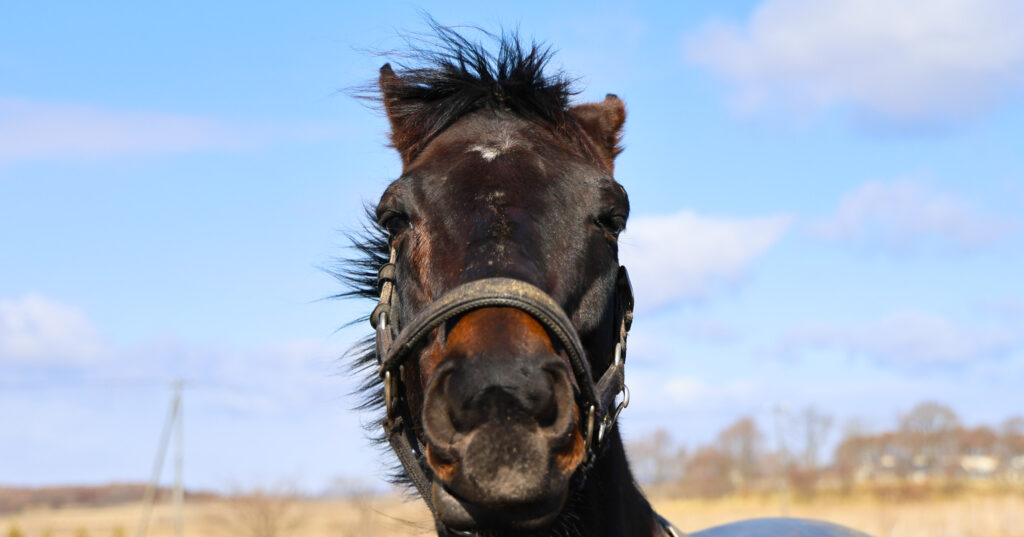 2025年3月、Yogiboヴェルサイユリゾートファームの放牧地で撮影されたローズキングダムの写真。青空を背景に、人を見下ろすような堂々とした視線が印象的な一枚