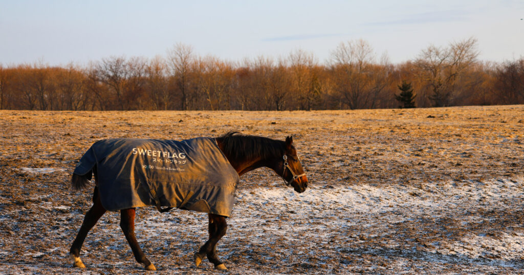 2025年3月、Yogiboヴェルサイユリゾートファームの放牧地で、朝焼けの光の中を草を探して静かに歩くスイートフラッグの美しい一枚