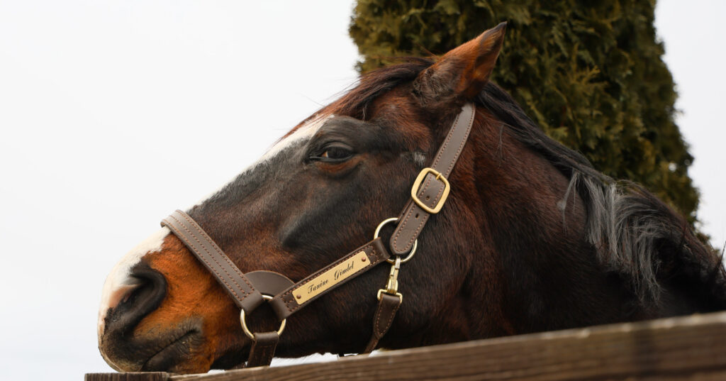 牧柵にあごを乗せて、じろりとこちらを見つめるタニノギムレット。何か言いたげなその左目が印象的な2025年3月の放牧地での一枚（Yogiboヴェルサイユリゾートファーム）