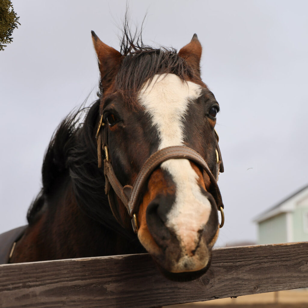 2025年3月撮影、Yogiboヴェルサイユリゾートファームの放牧地で、風にたてがみをなびかせながら少し可愛い表情を見せるタニノギムレットのギャップが愛らしい写真