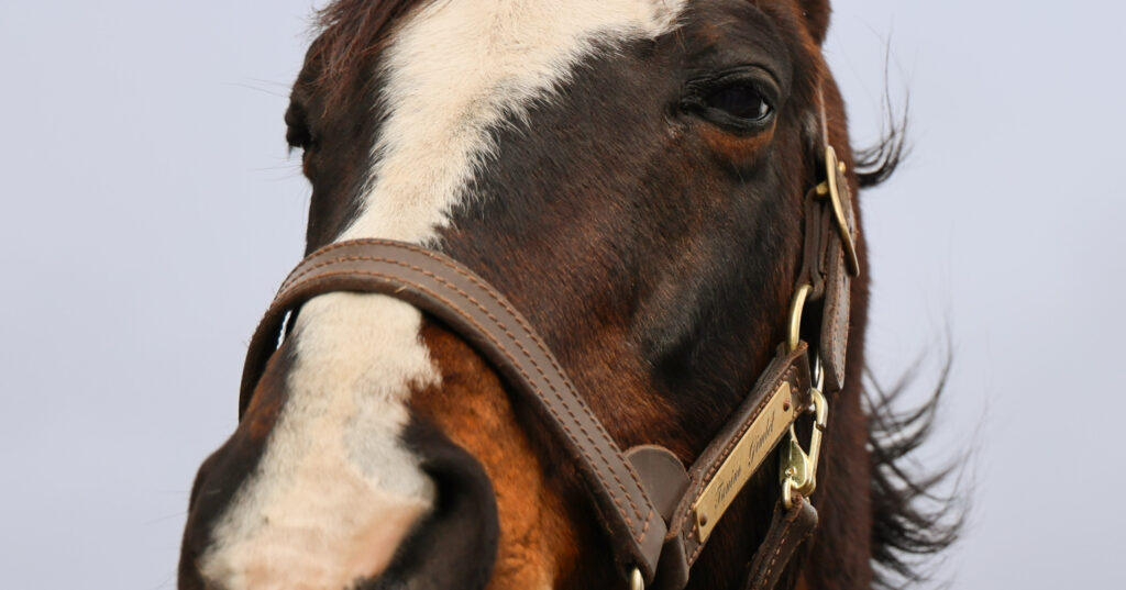 2025年3月、Yogiboヴェルサイユリゾートファームの放牧地で撮影された、ちょっと眠そうな表情をアップで捉えたタニノギムレットの癒しの一枚