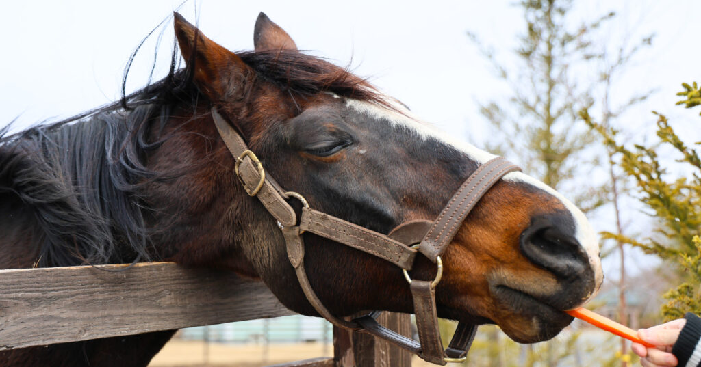 2025年3月、Yogiboヴェルサイユリゾートファームの放牧地で、目をつむりながらおいしそうに人参を食べるタニノギムレットのかわいらしい写真