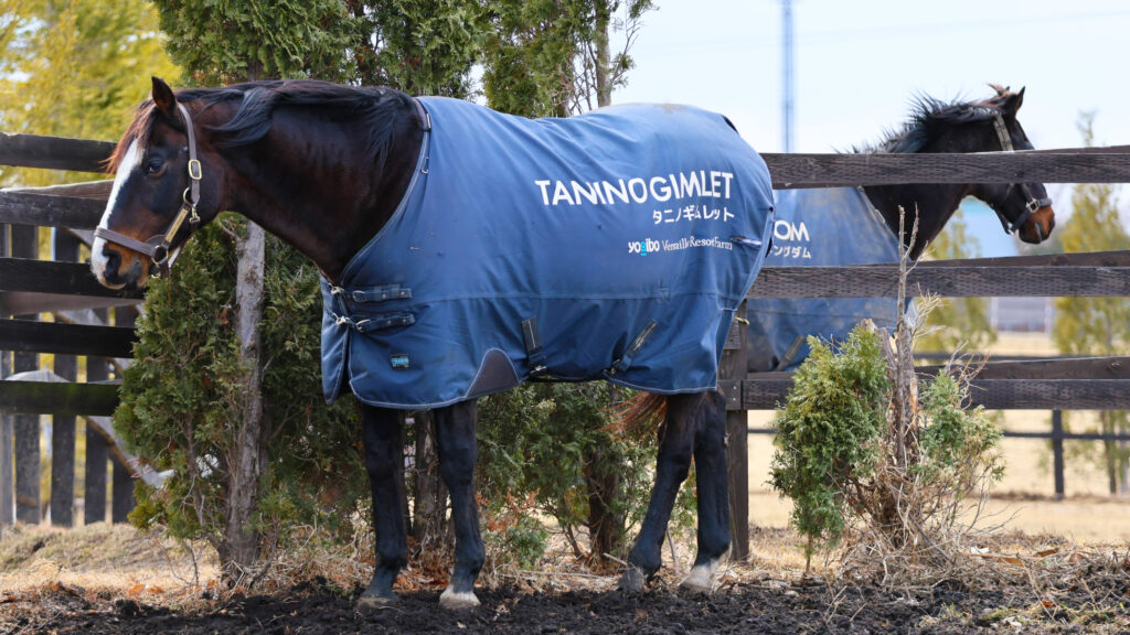 2025年3月、Yogiboヴェルサイユリゾートファームの放牧地で撮影された、凛々しく佇むタニノギムレットの写真。向こうにはローズキングダムの姿も写り込む、名馬同士の共演が印象的な一枚