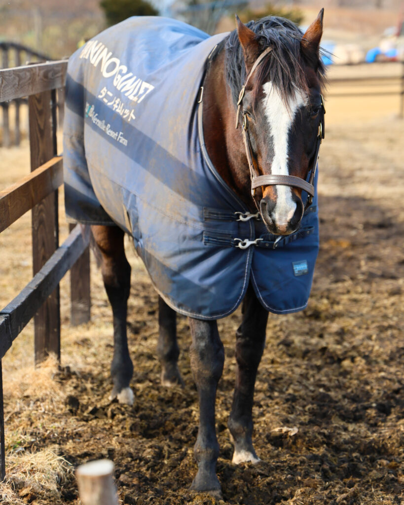 2025年3月撮影、Yogiboヴェルサイユリゾートファームの放牧地で、あたたかな日差しの中、少し眠そうな表情を見せるタニノギムレットの癒しの写真