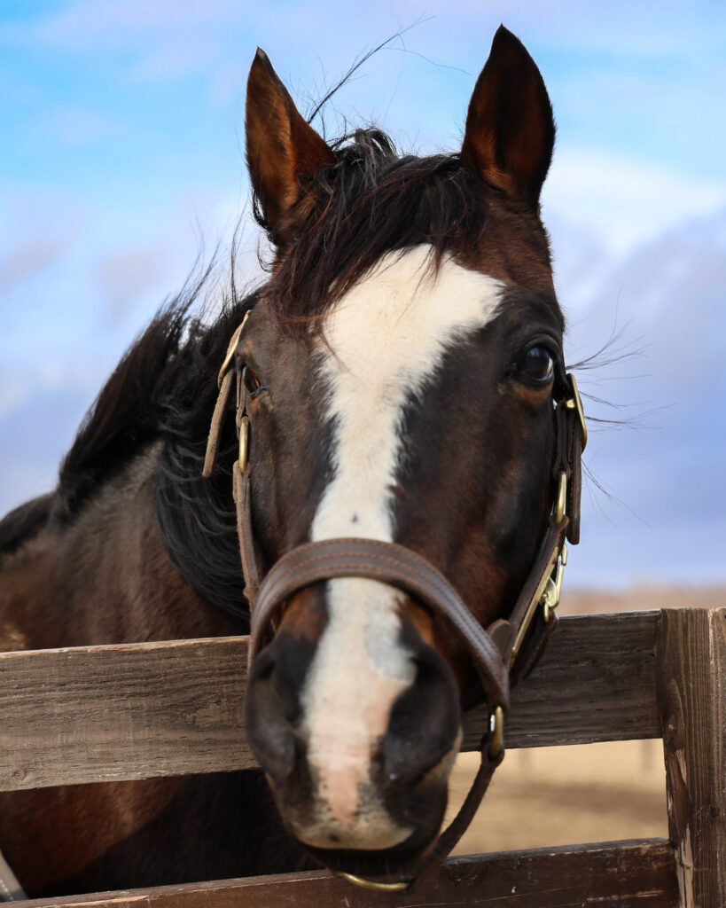 2025年3月撮影、Yogiboヴェルサイユリゾートファームの放牧地で、風にたてがみをなびかせながら少し可愛い表情を見せるタニノギムレットのギャップが愛らしい写真