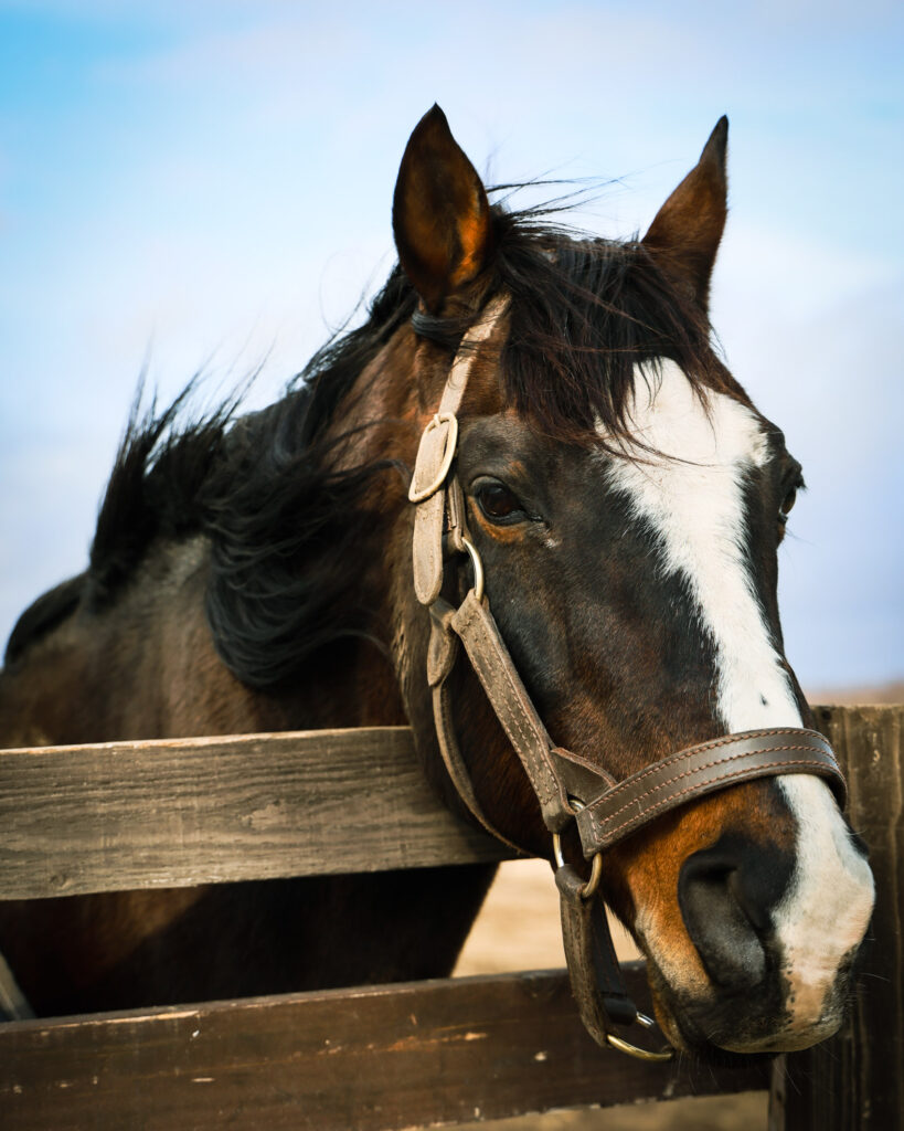2025年3月撮影、Yogiboヴェルサイユリゾートファームの放牧地で、強い風にたてがみをなびかせ、いつもと異なる表情を見せるタニノギムレットの写真