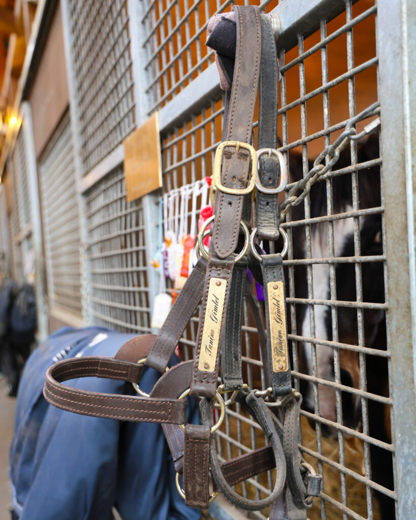 2025年3月、Yogiboヴェルサイユリゾートファームの厩舎内で、一般見学が終わったあとの静かな時間。馬房の金網に掛けられた頭絡越しに、飼い葉を食べ終えたタニノギムレットがこちらをそっと覗く、宿泊者だけが見られる特別な一瞬