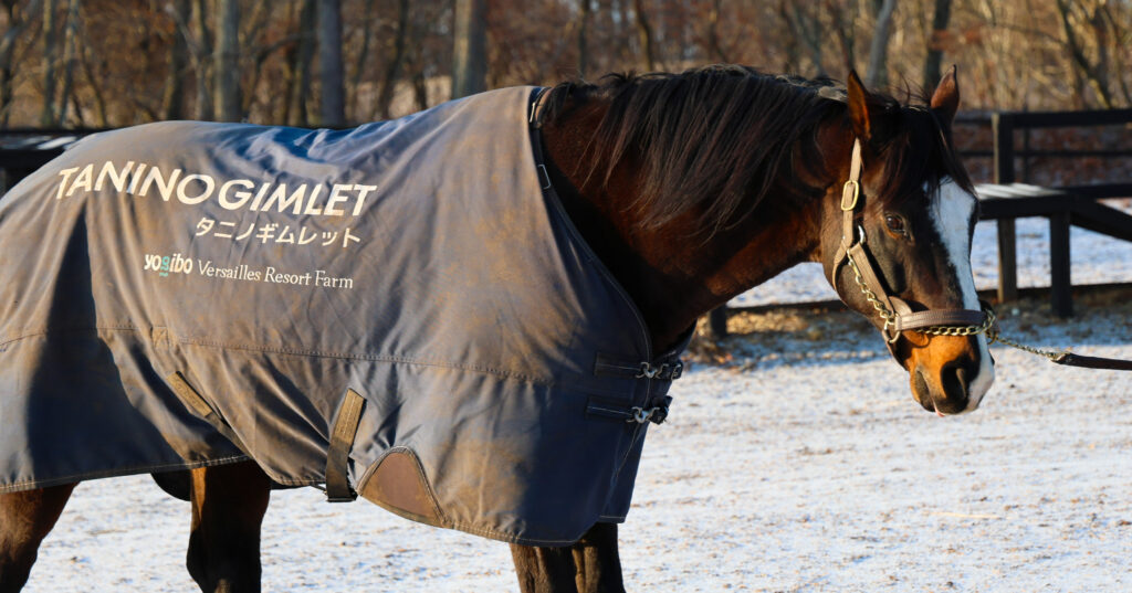 2025年3月撮影、Yogiboヴェルサイユリゾートファームの朝。宿泊者限定の時間に、タニノギムレットが朝日を浴びて放牧地に出勤する姿が印象的な写真