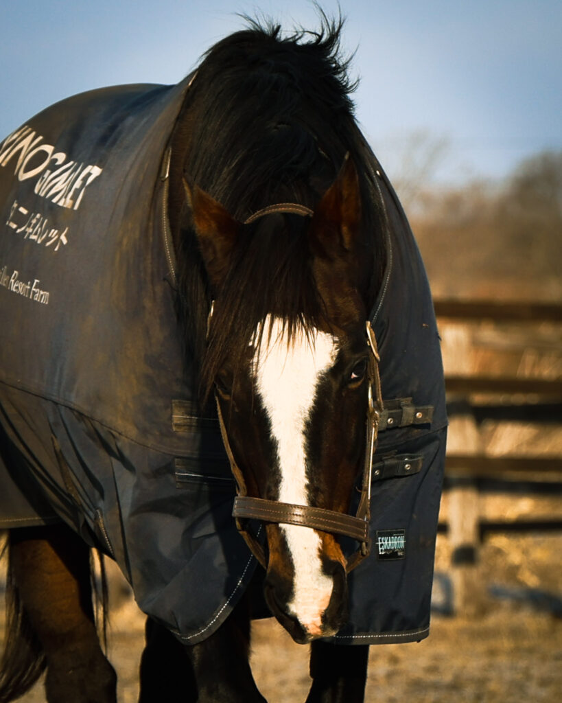 2025年3月撮影、Yogiboヴェルサイユリゾートファームの放牧地で、たてがみがかかった右目と鋭い左目が印象的なタニノギムレットの格好いい写真