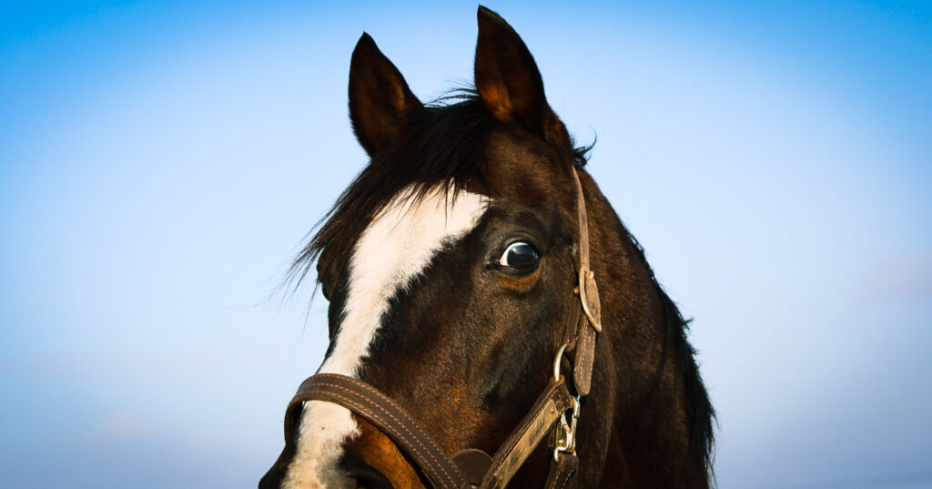 2025年3月、Yogiboヴェルサイユリゾートファームの放牧地で撮影されたタニノギムレットの写真。青空を背景に、斜め前から捉えたびっくりしたような左目が印象的な表情の一枚