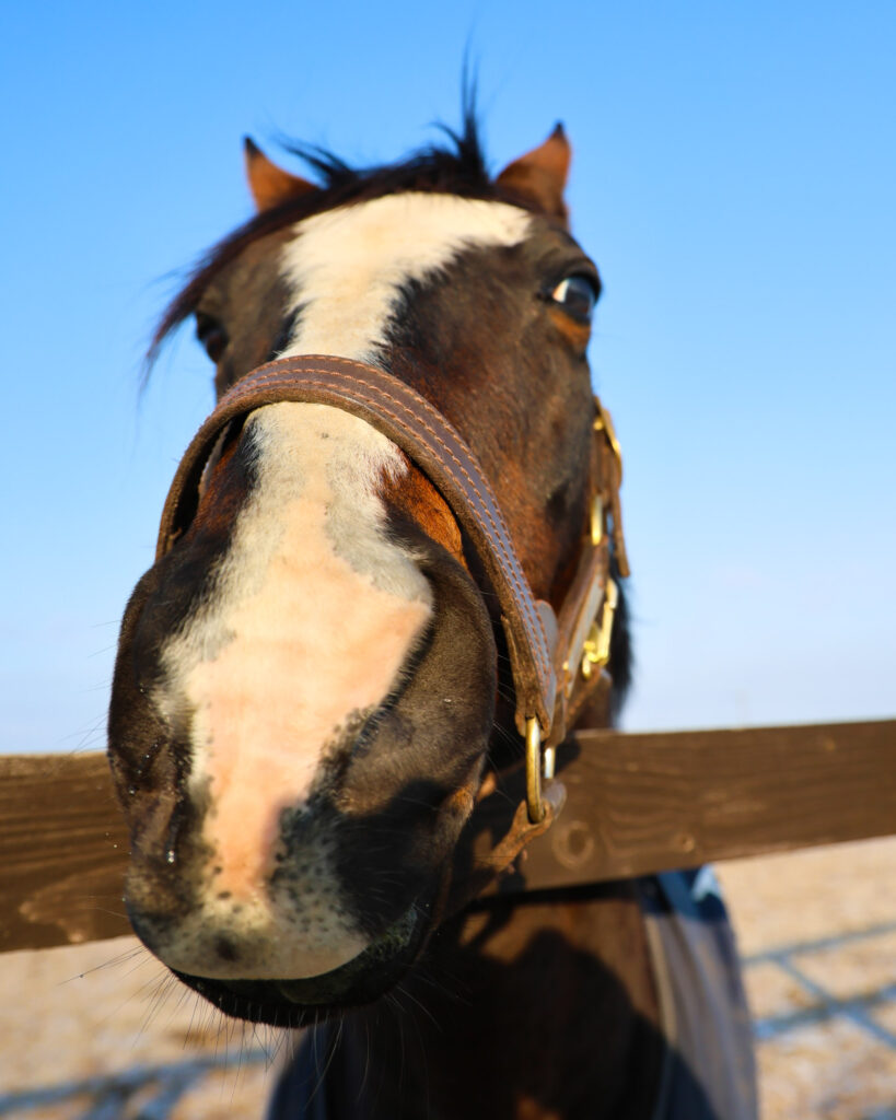 2025年3月撮影、Yogiboヴェルサイユリゾートファームの放牧地で、牧柵越しに人参をねだるように鼻をどアップで写したタニノギムレットがかわいく写るユニークな写真