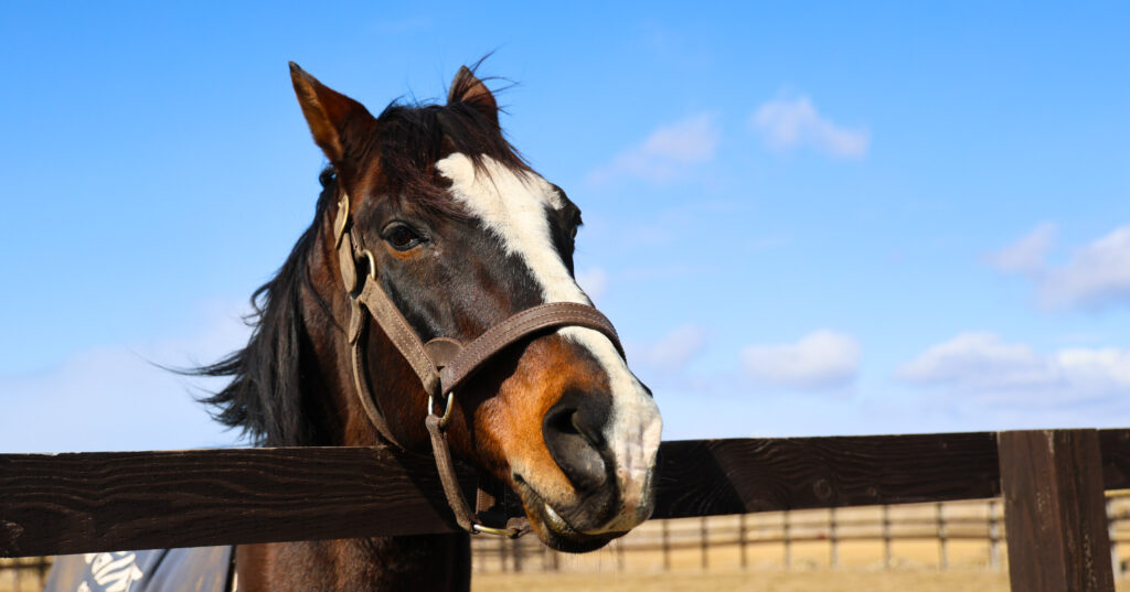 2025年3月、Yogiboヴェルサイユリゾートファームの放牧地で、牧柵の上から“人参ちょうだい”とおねだりするような表情を見せるタニノギムレット。青空を背景にした愛らしい一枚