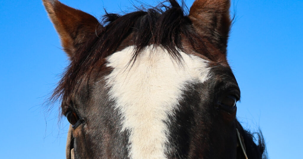 2025年3月、Yogiboヴェルサイユリゾートファームで撮影したタニノギムレットの目元アップ写真。青空を背景に、かわいさと格好よさが同居する表情が印象的な一枚