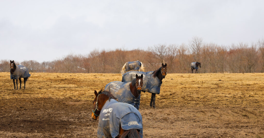 2025年3月、Yogiboヴェルサイユリゾートファームの放牧地で、6頭の引退馬が思い思いに過ごす中、3頭の馬がこちらをじっと見つめる静かで不思議な雰囲気の一枚
