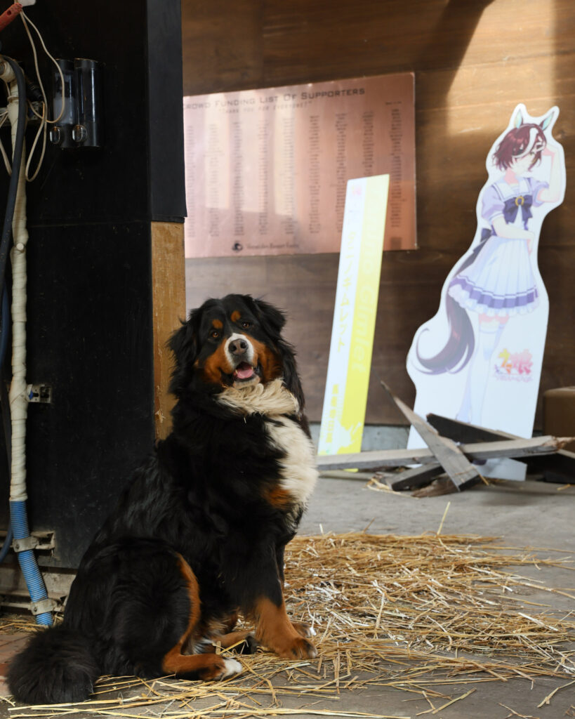 2025年3月、Yogiboヴェルサイユリゾートファームの厩舎内で、こちらを見つめる牧場犬の背後にウマ娘タニノギムレットの等身大パネルと、実際に蹴って折れた牧柵が写るユニークな写真