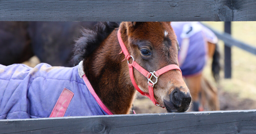 2025年3月、Yogiboヴェルサイユリゾートファームの放牧地で、牧柵の外からカメラを向ける人に興味津々な表情を見せる仔馬の愛らしい姿