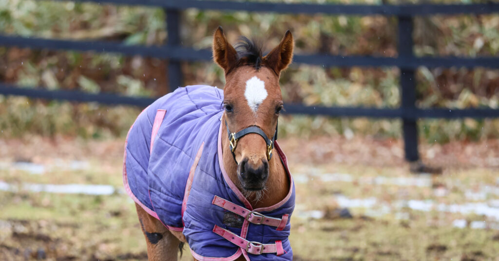 2025年3月、Yogiboヴェルサイユリゾートファームの放牧地で、雪がちらつく寒さの中、こちらを気にして見つめる仔馬の愛らしい姿