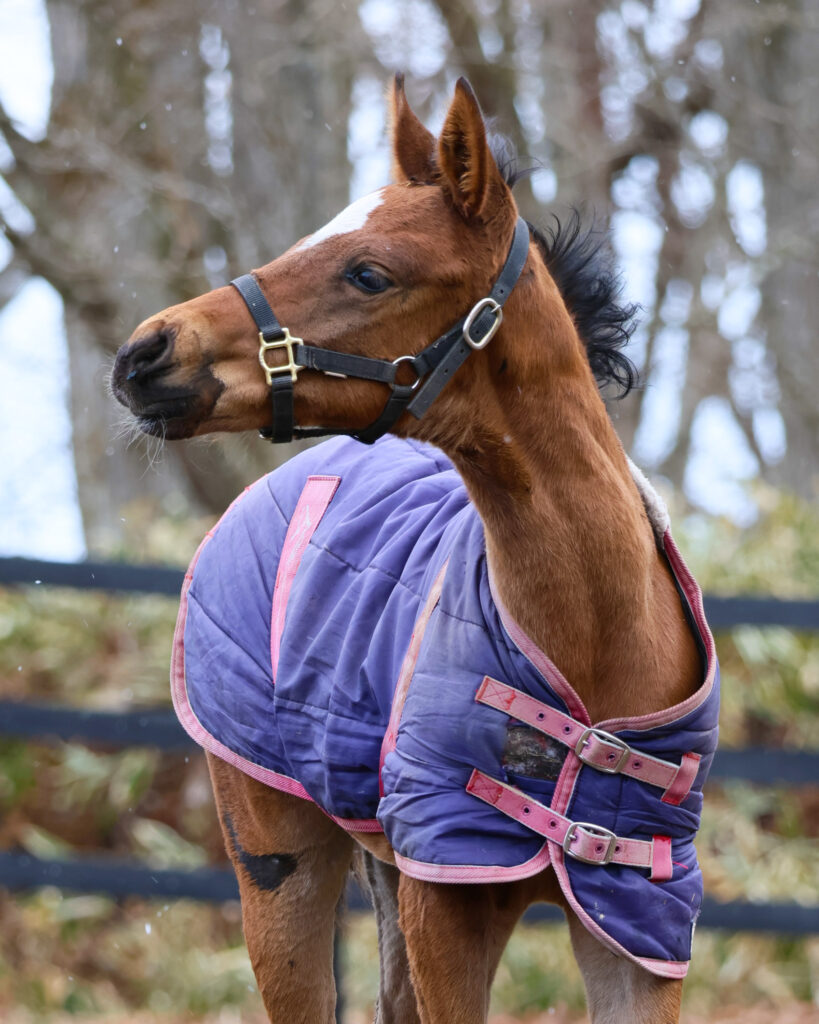 2025年3月、Yogiboヴェルサイユリゾートファームの放牧地で、雪がちらつく寒さの中、隣の放牧地の馬を気にして見つめる仔馬の愛らしい姿