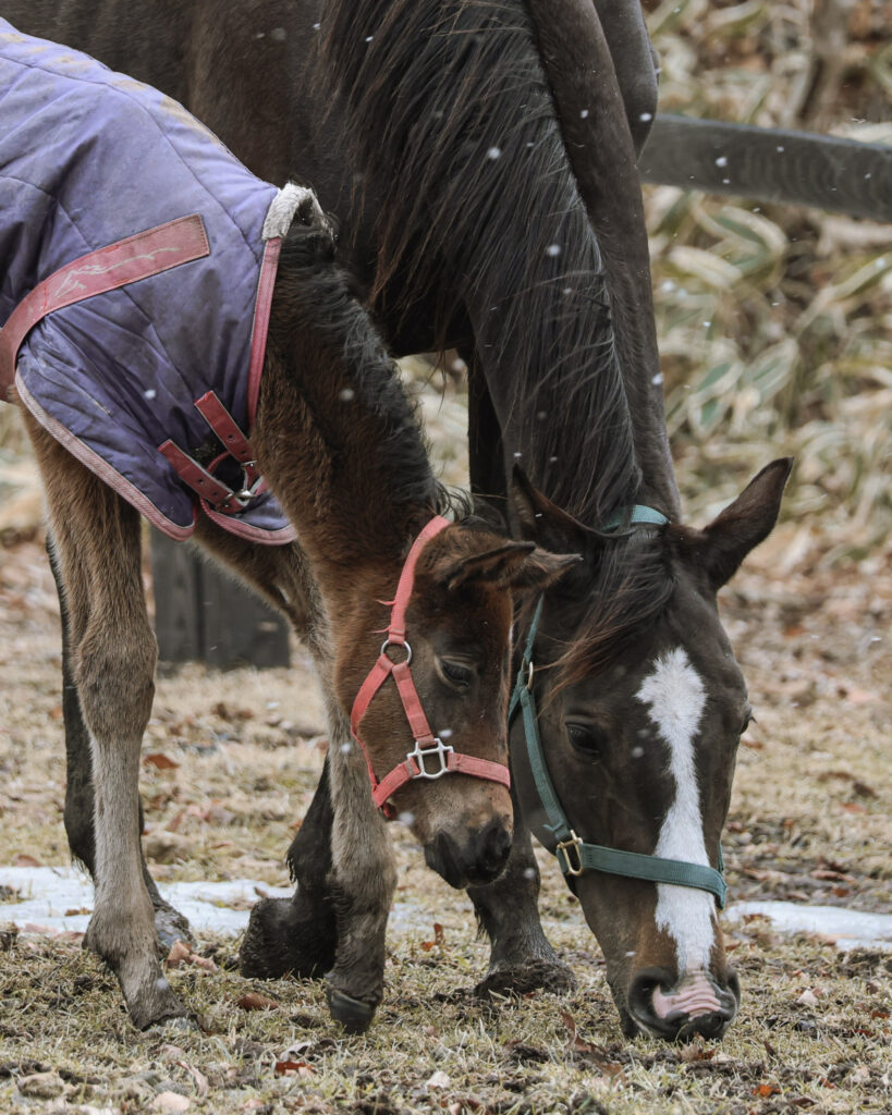 2025年3月、Yogiboヴェルサイユリゾートファームの放牧地で、雪がちらつく中、母馬と仔馬が寄り添いながら一緒に草を食べる心あたたまる写真