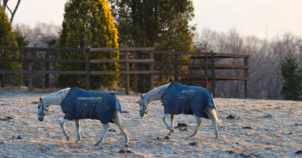 2025年3月、Yogiboヴェルサイユリゾートファームの放牧地で、朝日に照らされながら草を探して同じ動きで歩く芦毛の引退馬アニバーサリーとブリアールの2頭