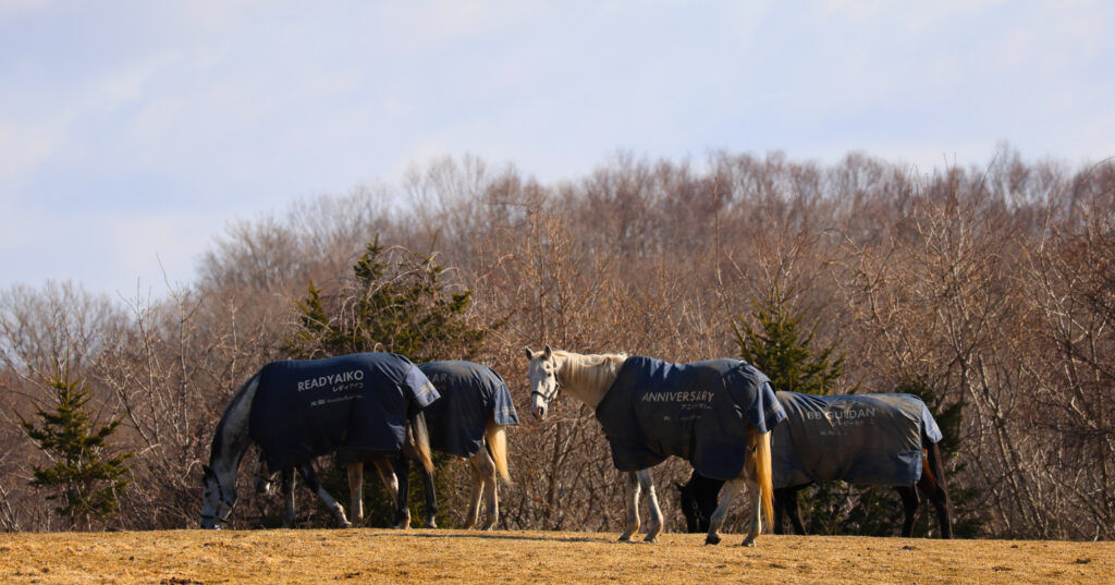 2025年3月、Yogiboヴェルサイユリゾートファームの放牧地で、丘の上で日差しを浴びながら草を食べる4頭の引退馬たち。芦毛のアニバーサリーがこちらを見つめている