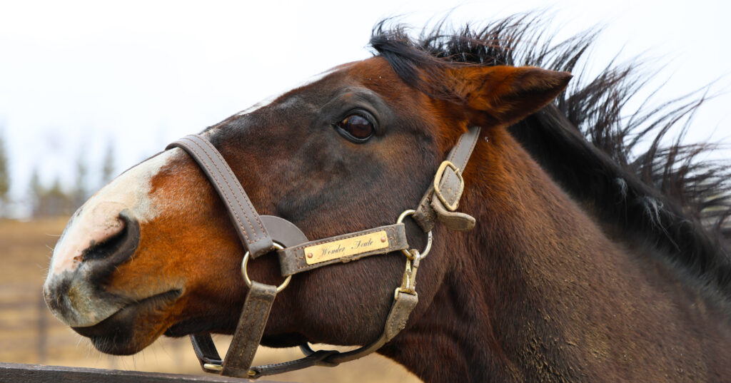 2025年3月、Yogiboヴェルサイユリゾートファームの放牧地で、人参をねだって顔を前に出すワンダーアキュートのかわいらしい仕草の一枚