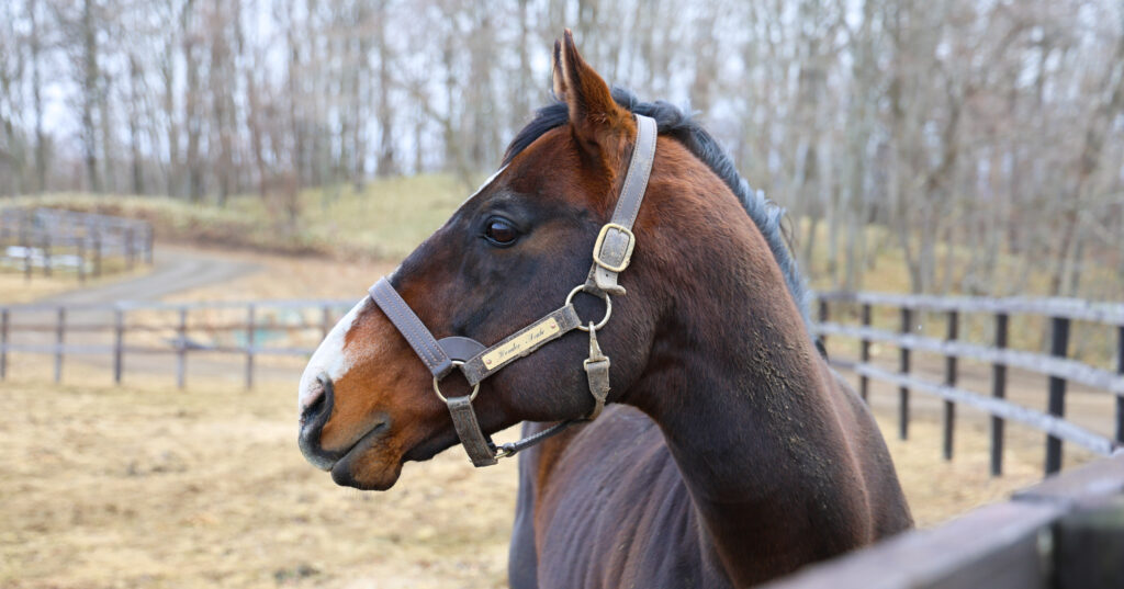 2025年3月、Yogiboヴェルサイユリゾートファームの放牧地で、他の放牧地の馬を静かに見つめるワンダーアキュートの横顔が印象的な一枚