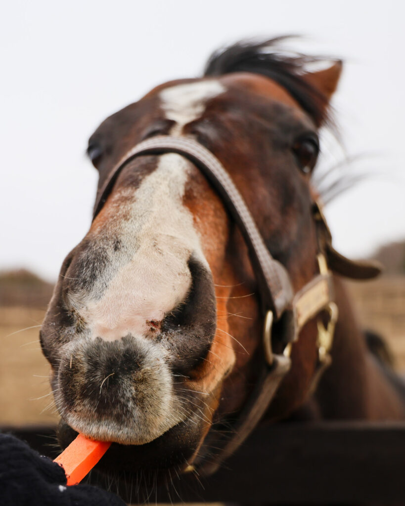 2025年3月、Yogiboヴェルサイユリゾートファームの放牧地で人参をもらって嬉しそうな表情を見せるワンダーアキュートのかわいい一枚