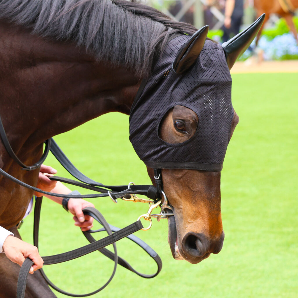 2025年4月20日中山競馬場の野島崎特別、パドックで落ち着いた歩様を見せる出資馬カンティアーモの姿