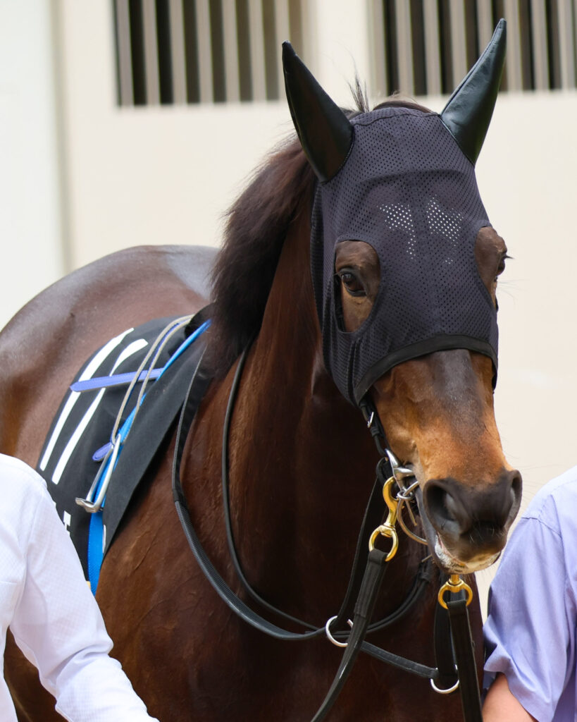 2025年4月20日中山競馬場の野島崎特別、パドックで落ち着いた歩様を見せる出資馬カンティアーモの姿