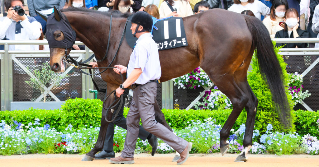 2025年4月20日中山競馬場の野島崎特別、パドックで落ち着いた歩様を見せる出資馬カンティアーモの姿