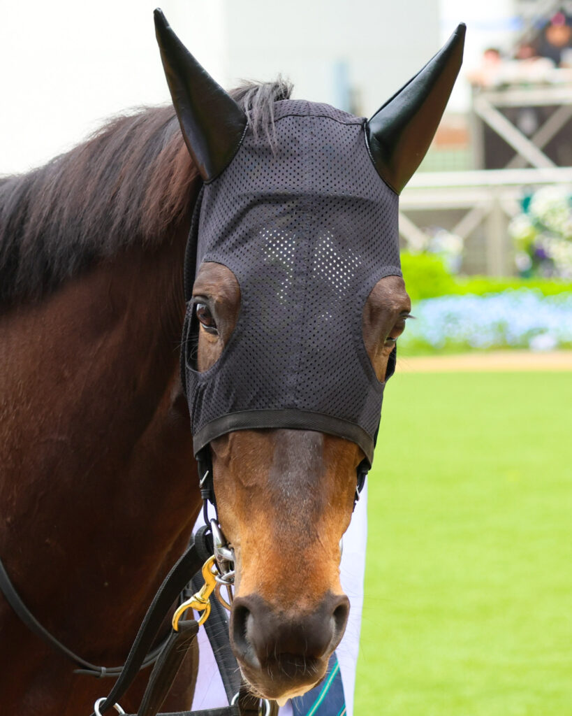 2025年4月20日中山競馬場の野島崎特別、パドックで落ち着いた歩様を見せる出資馬カンティアーモの姿