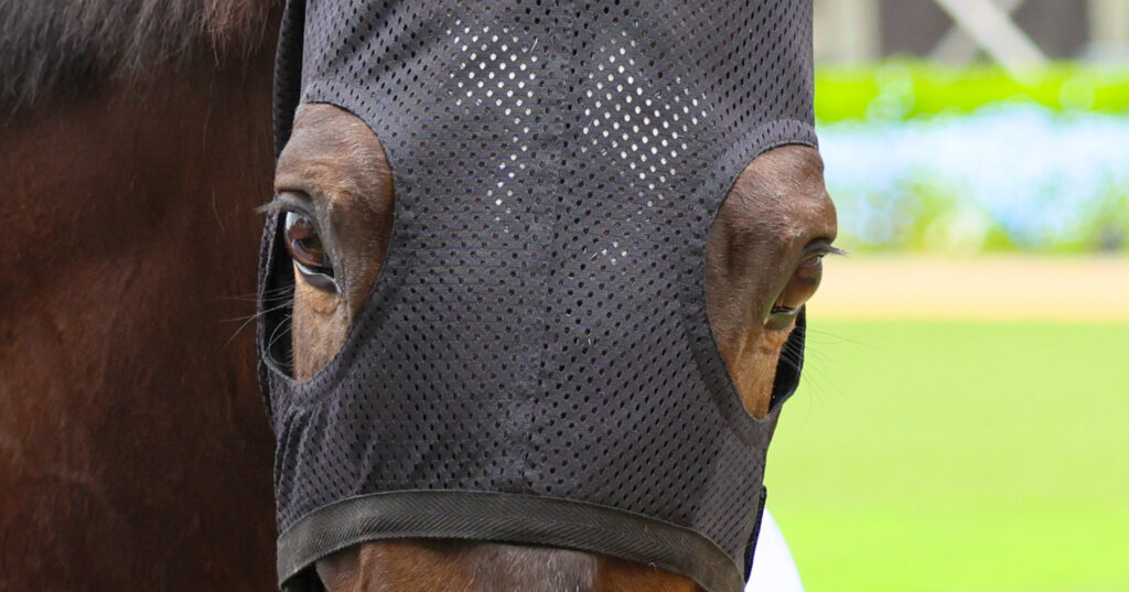 2025年4月20日中山競馬場の野島崎特別、パドックで撮影された出資馬カンティアーモの目元アップ。透き通るような瞳が印象的