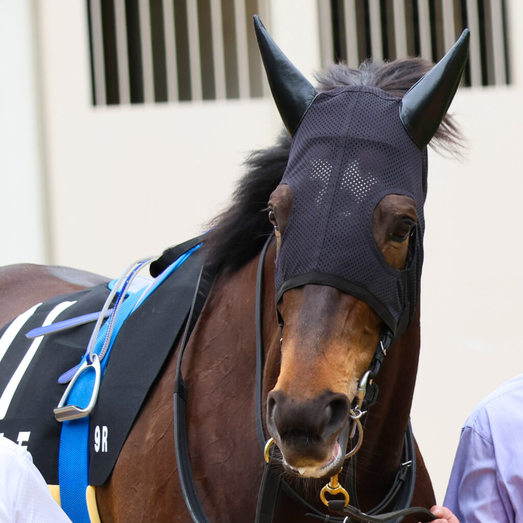 2025年4月20日中山競馬場の野島崎特別、パドックで落ち着いた歩様を見せる出資馬カンティアーモの姿