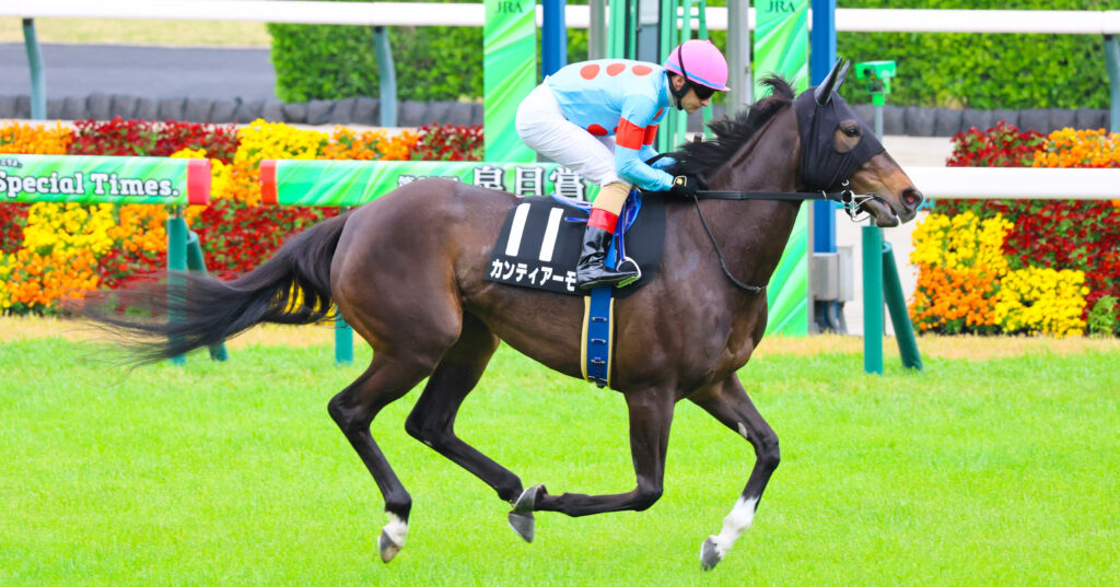 2025年4月20日中山競馬場の野島崎特別、返し馬でルメール騎手が騎乗する出資馬カンティアーモの返し馬シーン