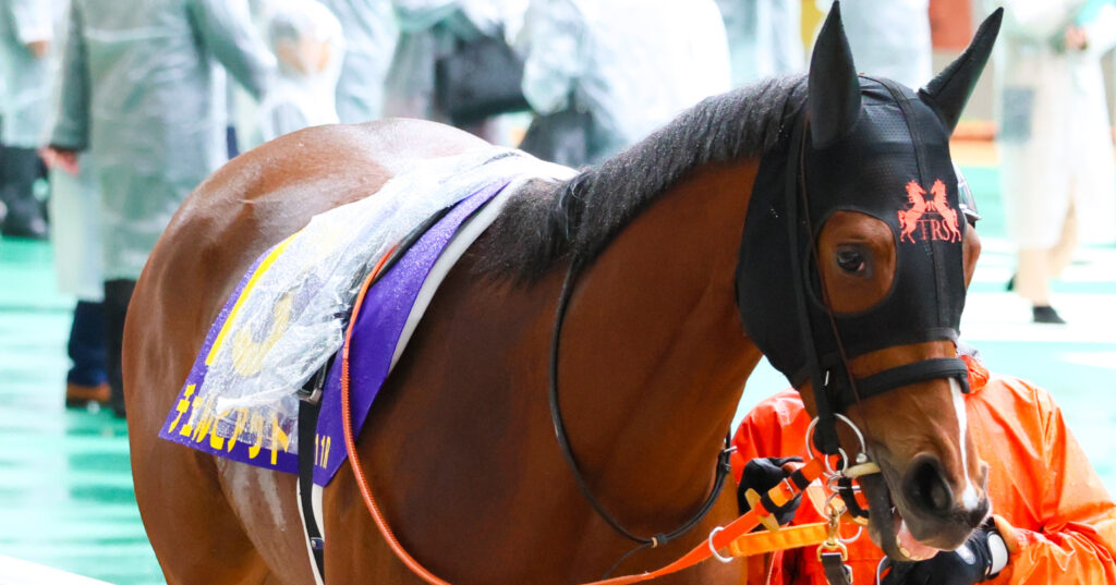 2025年阪神競馬場の桜花賞パドックで撮影した出資馬チェルビアットの写真