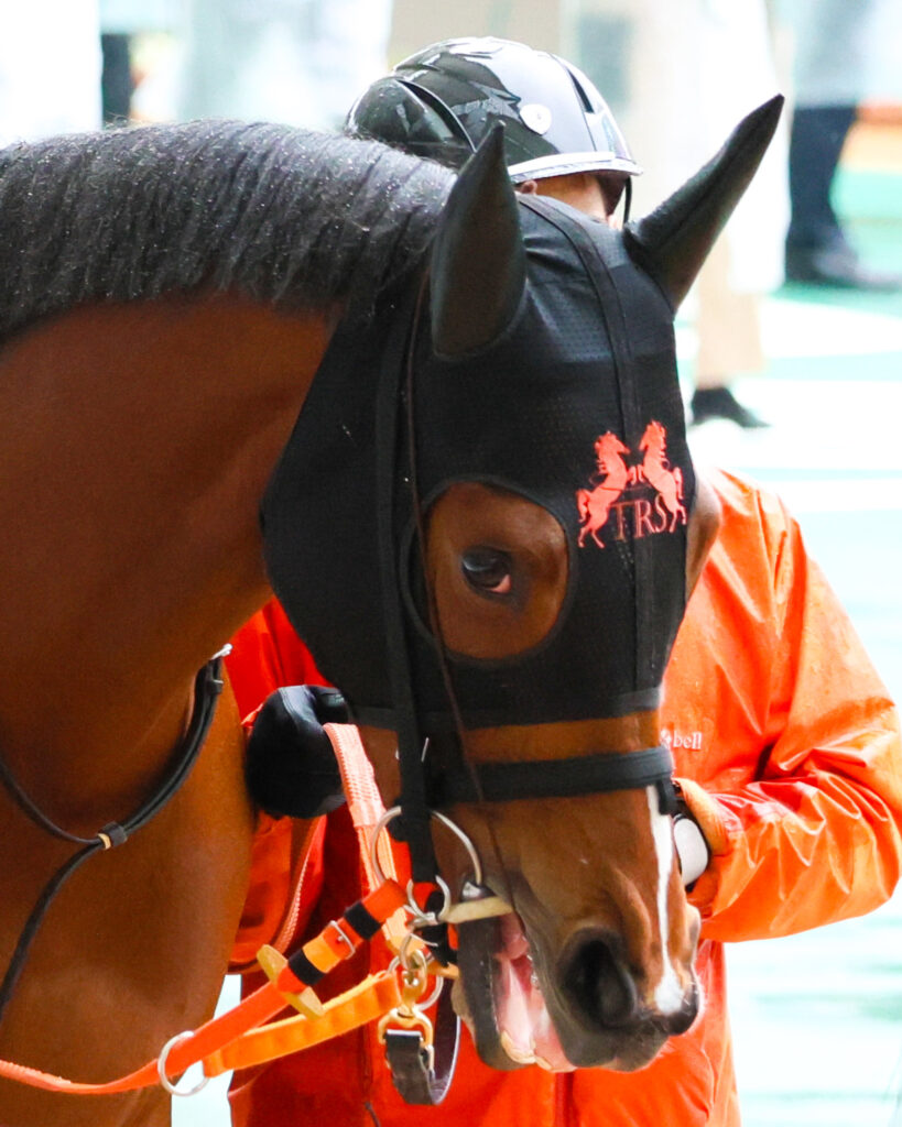 2025年阪神競馬場の桜花賞パドックで撮影した出資馬チェルビアットの写真