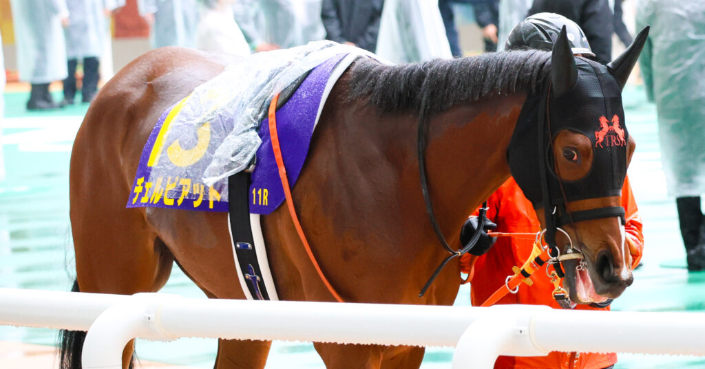 2025年阪神競馬場の桜花賞パドックで撮影した出資馬チェルビアットの写真