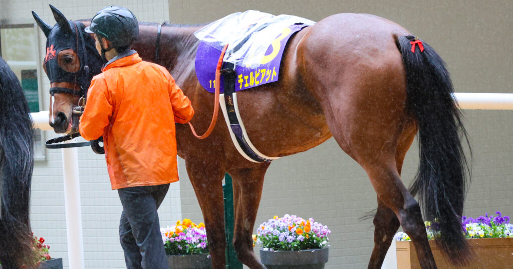 2025年阪神競馬場の桜花賞パドックで、出資馬チェルビアットが厩務員に甘える写真