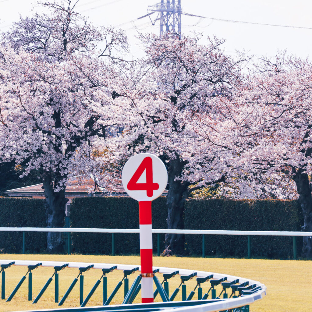 2025年4月5日、中山競馬場の第4コーナー。咲き誇る桜と緑の芝が美しい、春らしい一枚。