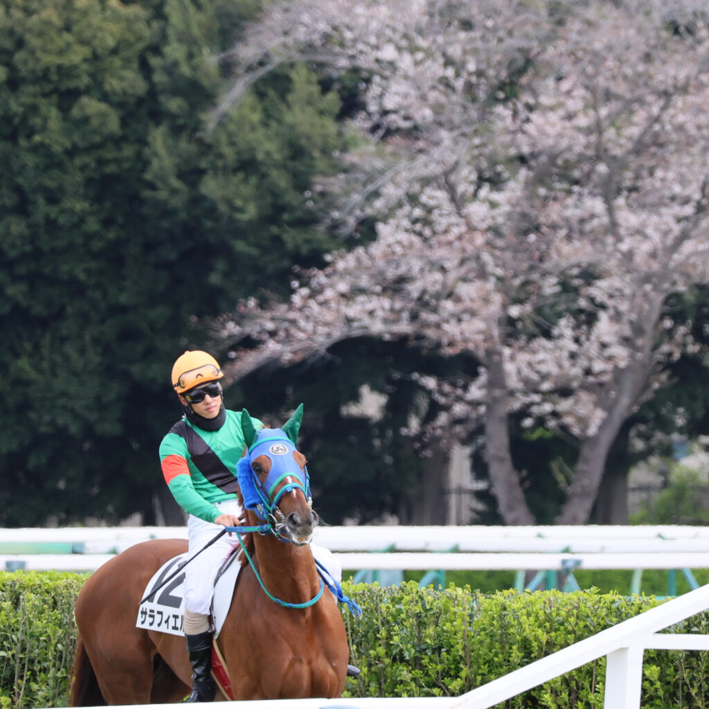 2025年4月5日、中山競馬場で行われた障害レースのレース前、返し馬を行うサラフィエルの写真。満開の桜を背景に、静かに本番へ向かう姿が美しく映える一枚